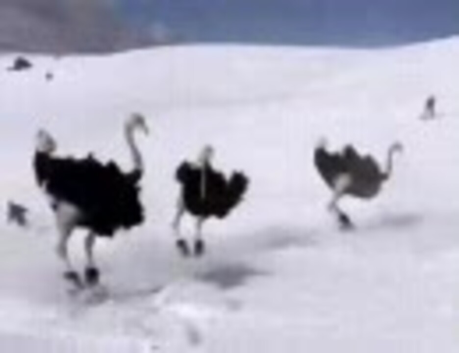 人気の 動物 ダチョウ 動画 81本 ニコニコ動画