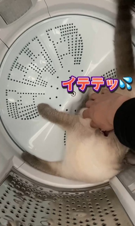 目と目が逢った瞬間好きになったので連れて行こうとしたら噛まれた笑 ニコニコ動画