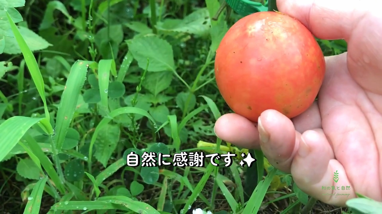 高い素材】 大玉トマト 種 100粒 野菜 野菜種子 野菜種
