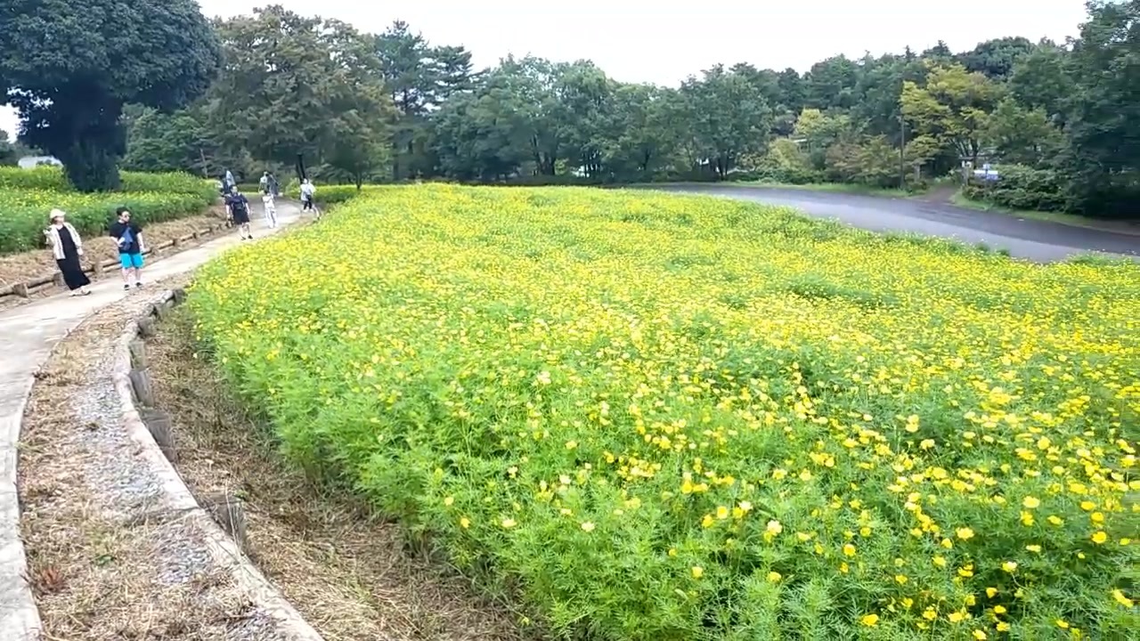 令和五年　昭和記念公園　花の丘　おっちゃん峠がカッコウとメロディーが似てる判明バージョン