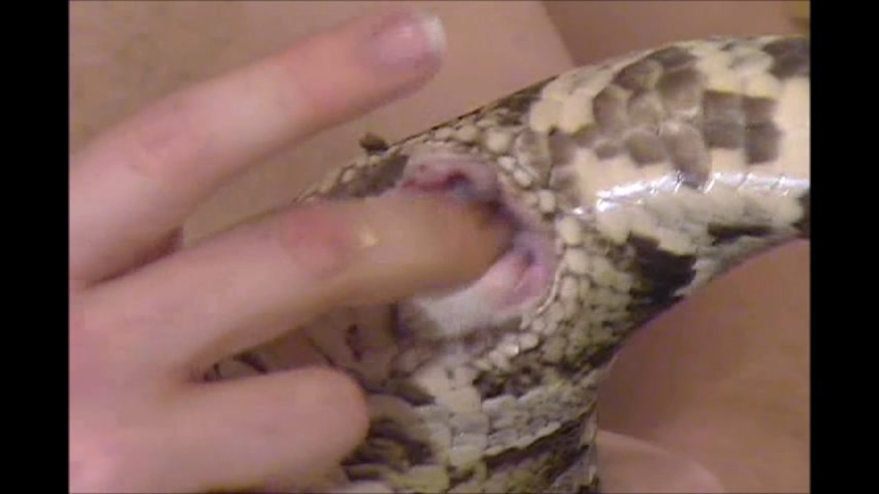 動物のおまんこ 