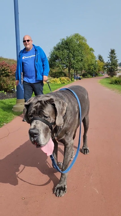 でかい犬 ニコニコ動画