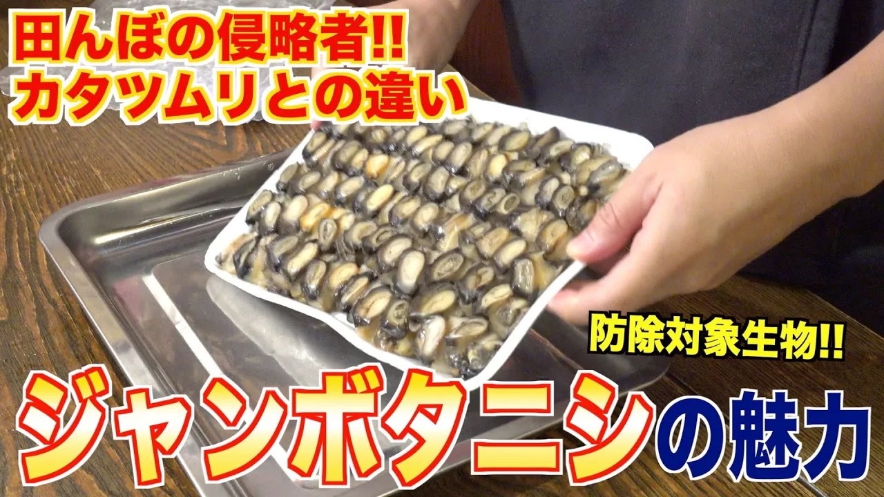 田んぼの侵略者！ジャンボタニシって美味しいの？ - ニコニコ動画