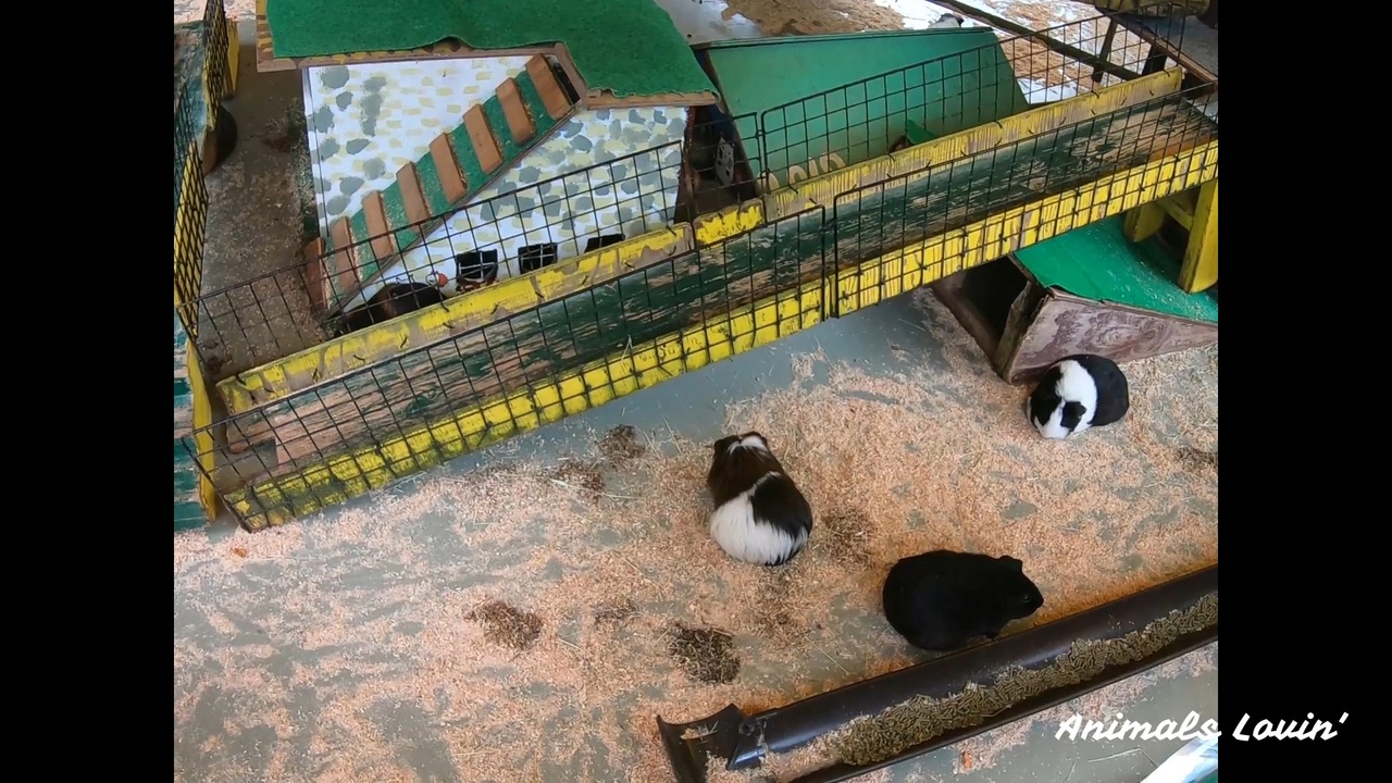 テンジクネズミ ニコニコ動画