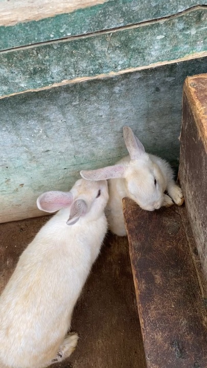 希望の唄？ ニコニコ動画