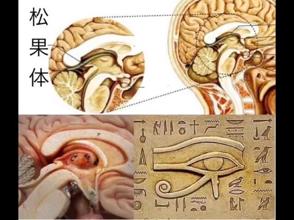 こどもの脳から抽出するアドレナクロム