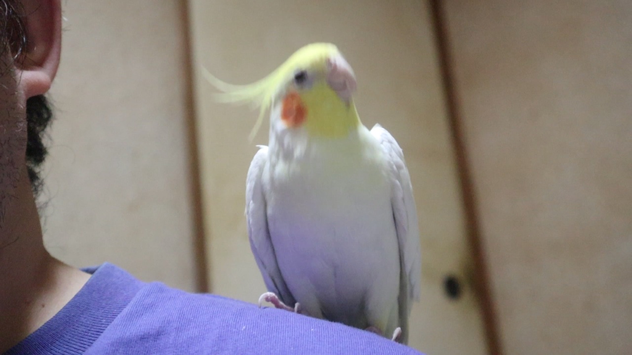 魔法少女にあこがれて7話に興奮するインコ - ニコニコ動画