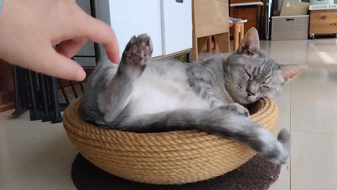 麻カゴで寝る猫の足を触ってみると - ニコニコ動画