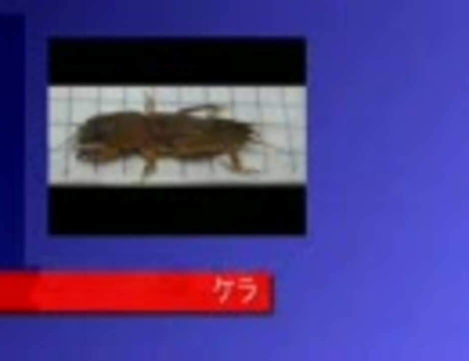 人気の オケラ 動画 41本 ニコニコ動画