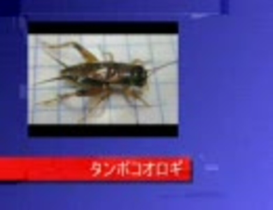 人気の 自然 コオロギ 動画 17本 ニコニコ動画