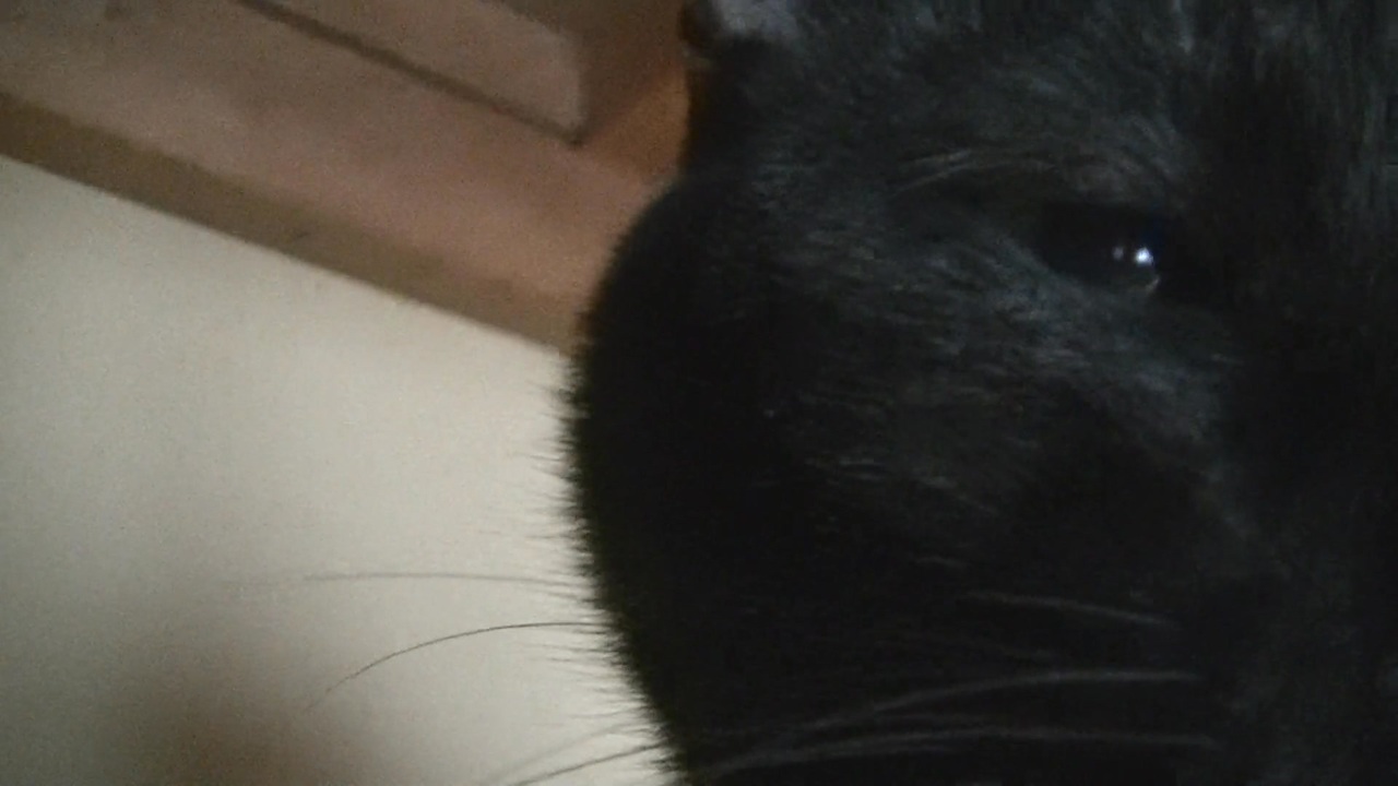 黒猫2 (1080p)