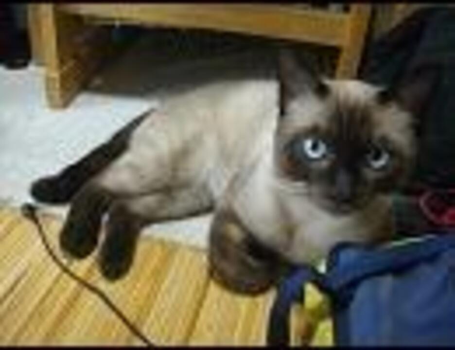 人気の シャム猫 たぬき 動画 6本 ニコニコ動画