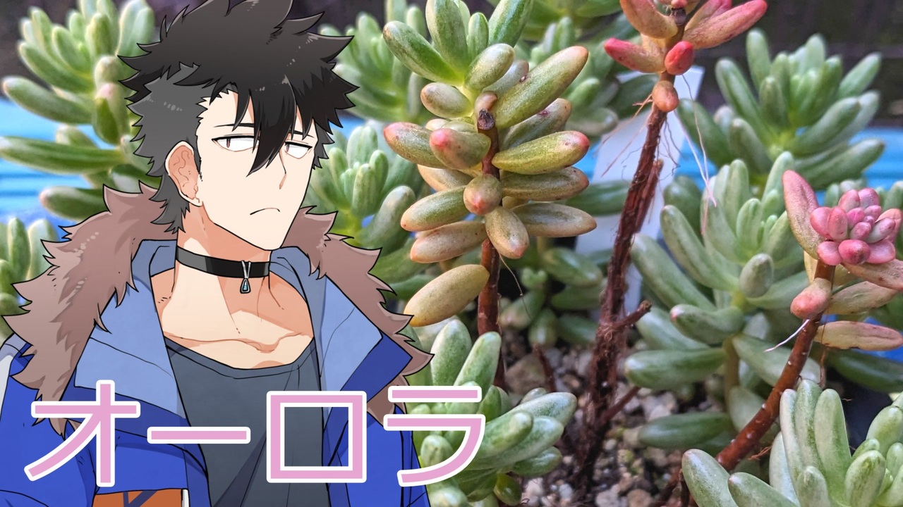 【多肉植物】センペラーは普及種に癒されたい＃3【ソフトウェアトーク劇場】 - ニコニコ動画