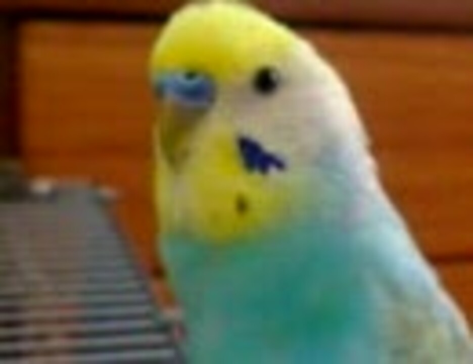 ロイヤリティフリー かわいい 世界 一 可愛い セキセイ インコ