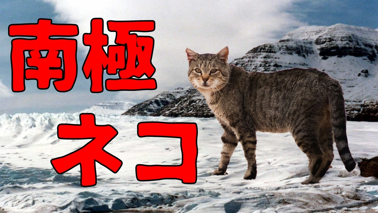 急速に進化する南極のノネコに衝撃の変化が！！【解説動画】 - ニコニコ動画