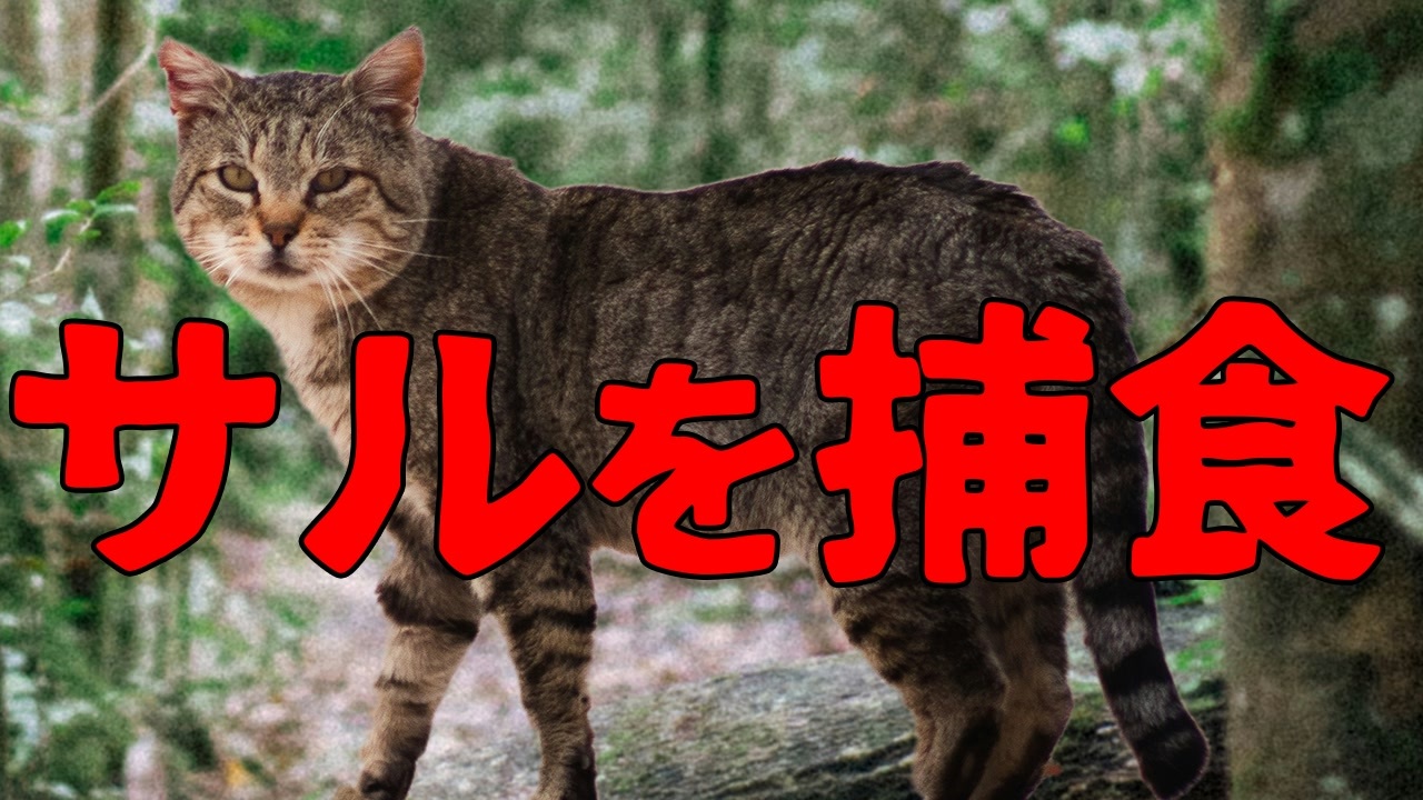 急速に進化するマダガスカルのノネコに衝撃の変化が！！【解説動画】 - ニコニコ動画