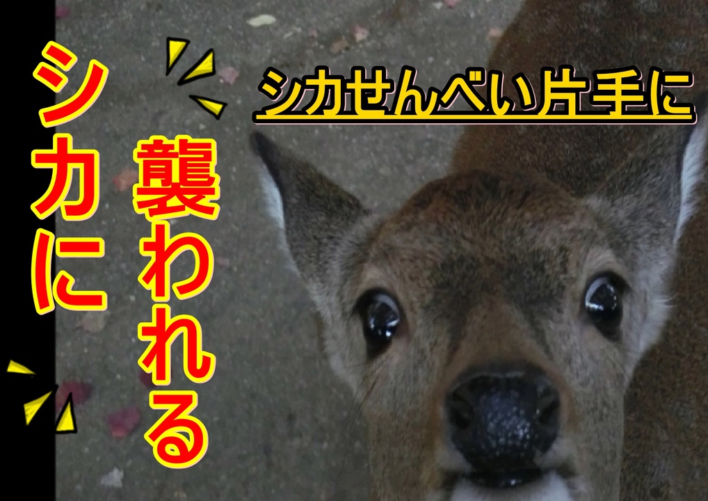 【当たり前ｗ】鹿せんべい片手に、シカに襲われる - ニコニコ動画
