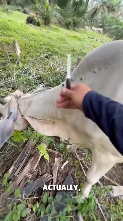 ホモと学ぶ動物を驚かせずに注射する方法 - ニコニコ動画