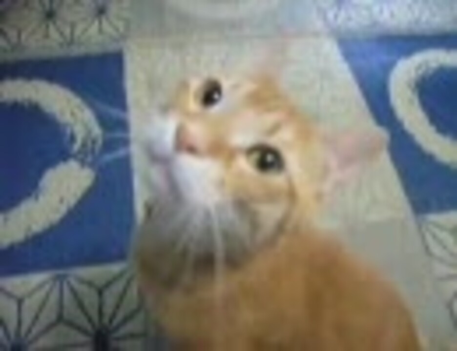 人気の しゃべる猫 動画 38本 ニコニコ動画