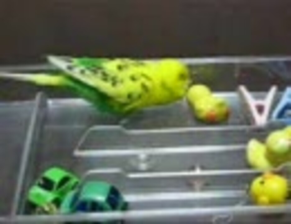 人気の しゃべる動物 インコ 動画 33本 ニコニコ動画