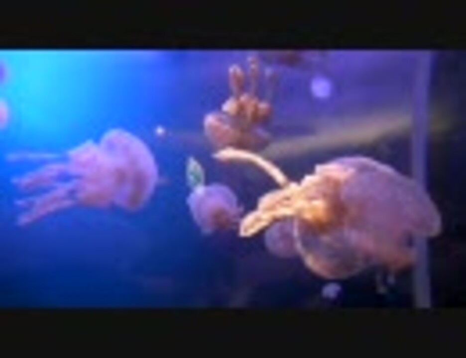 人気の 水族館 クラゲ 動画 65本 ニコニコ動画