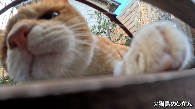 ニコニコ