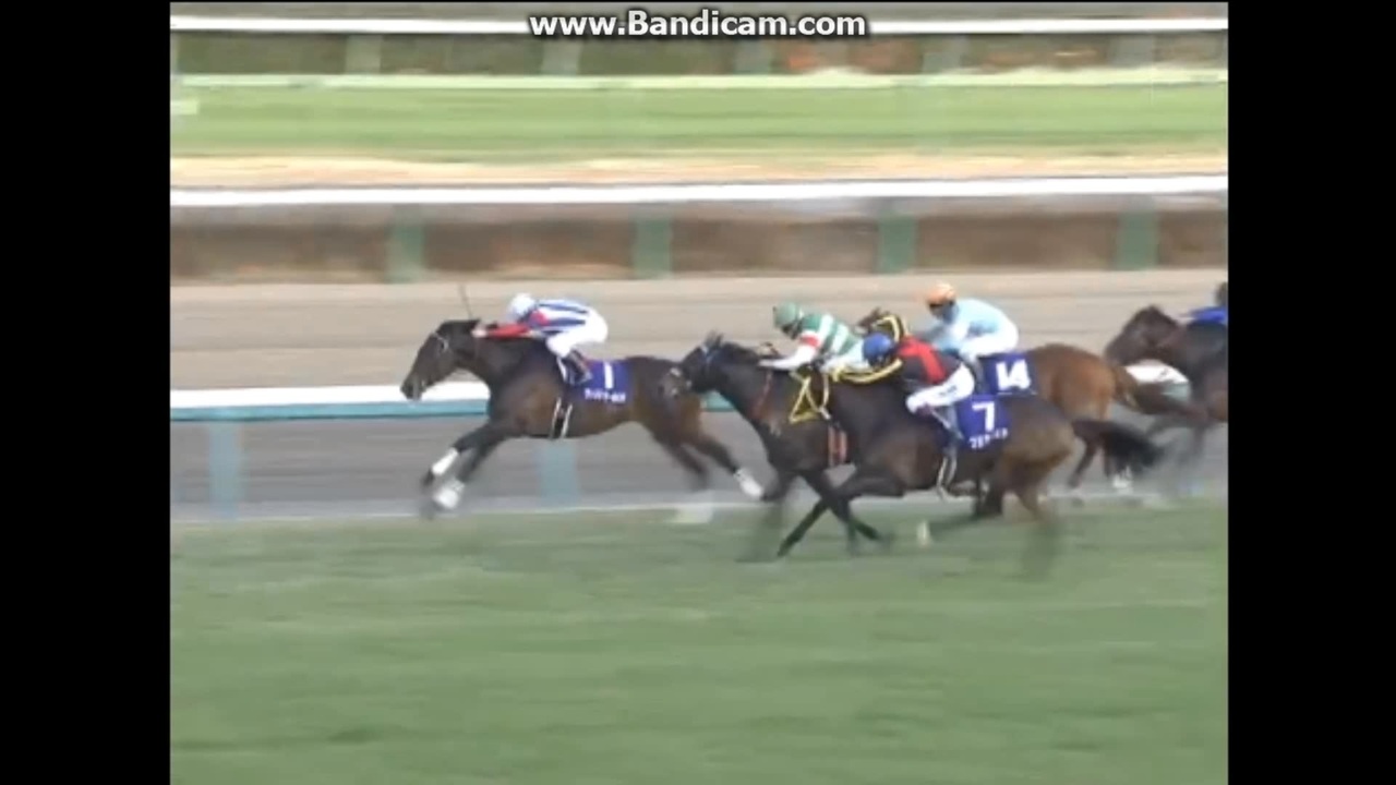 2010 有馬記念 (GⅠ) ヴィクトワールピサ - ニコニコ動画