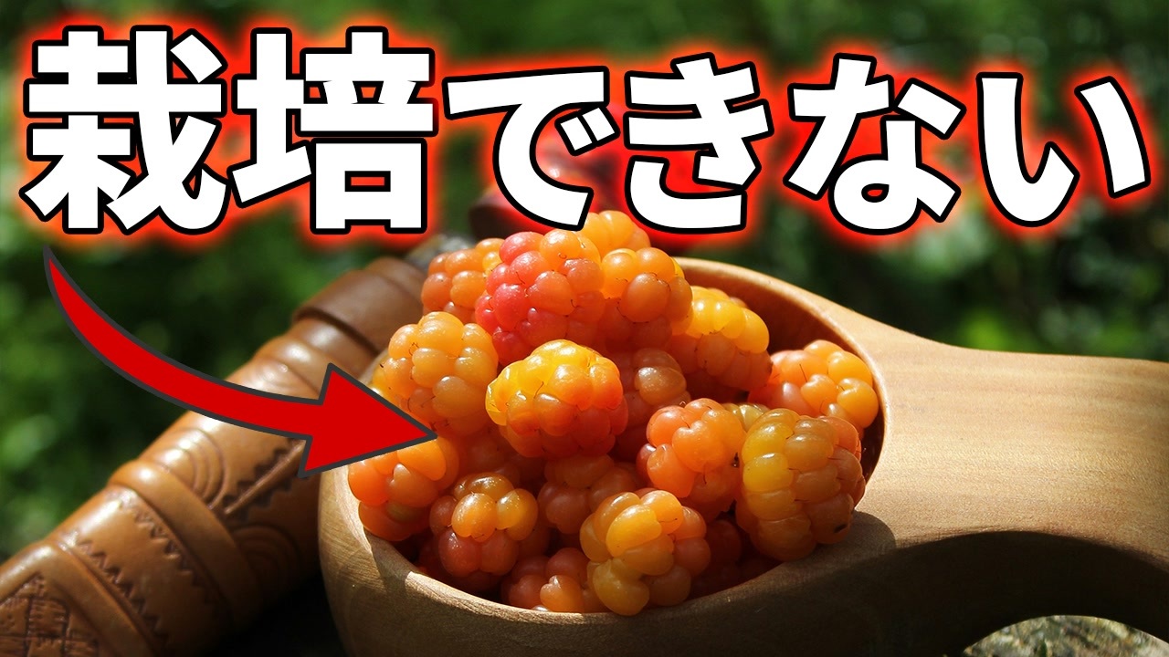 世界で最も美味しいベリーを商業栽培できない理由【クラウドベリー