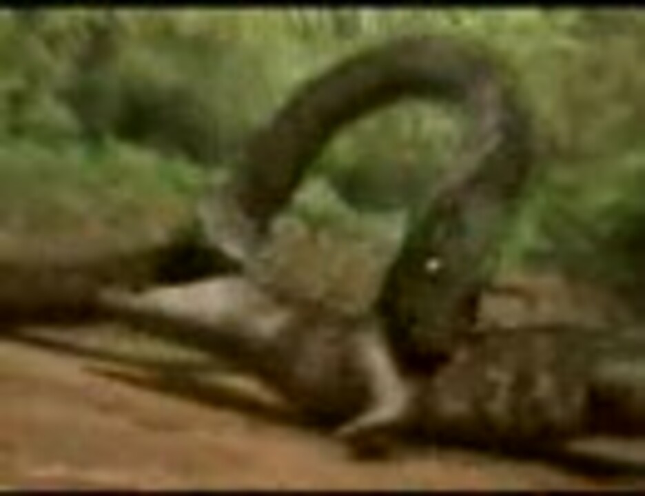 大蛇vsワニの死闘 ニコニコ動画