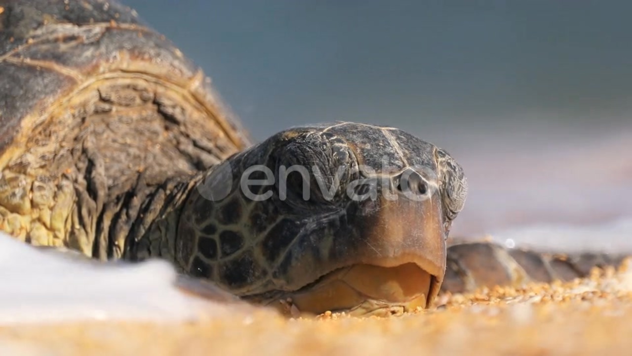 Wildlife Conservation Sea Turtle Sleeping on Beach Washed By Ocean ...
