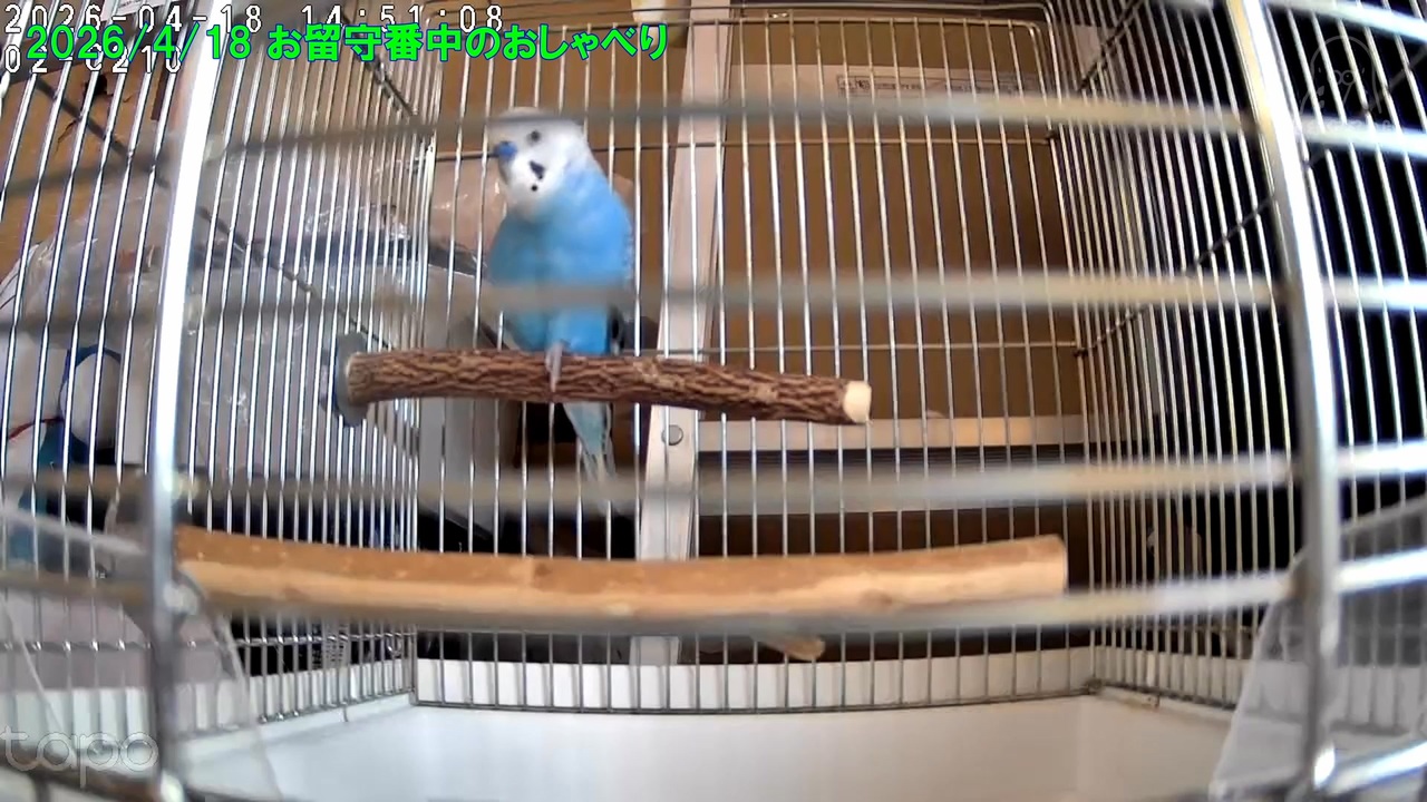お留守番中のセキセイインコ一のくうちゃんのおしゃべり20260418