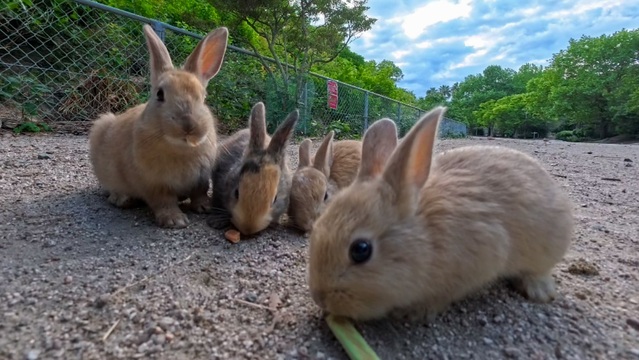 ニコニコ
