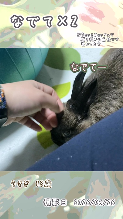 うさぎ 13歳・5歳】なでてx2 - ニコニコ動画