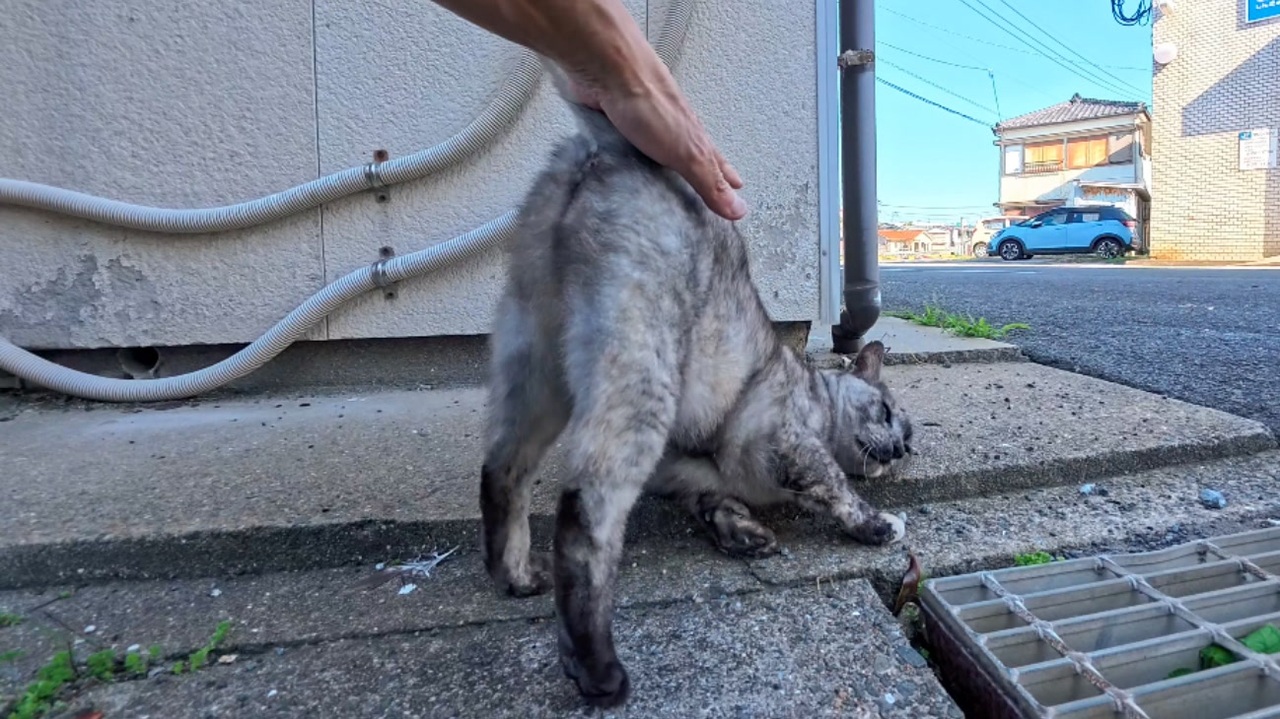 猫あるある】逃げる猫、様子見の猫、動じない猫！個性が面白すぎたw
