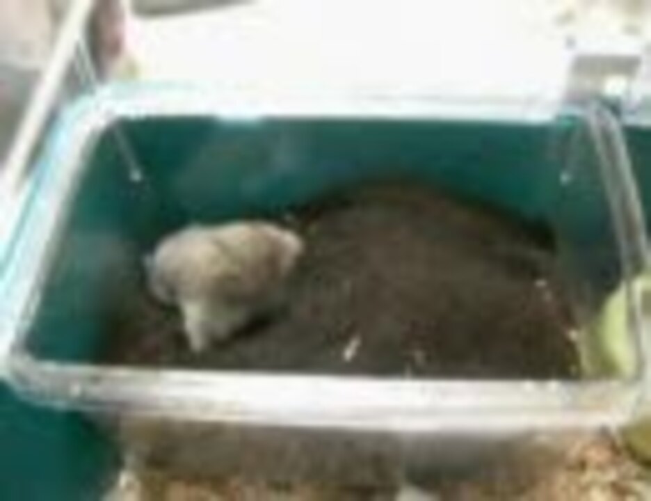 人気の 土飼育 動画 22本 ニコニコ動画