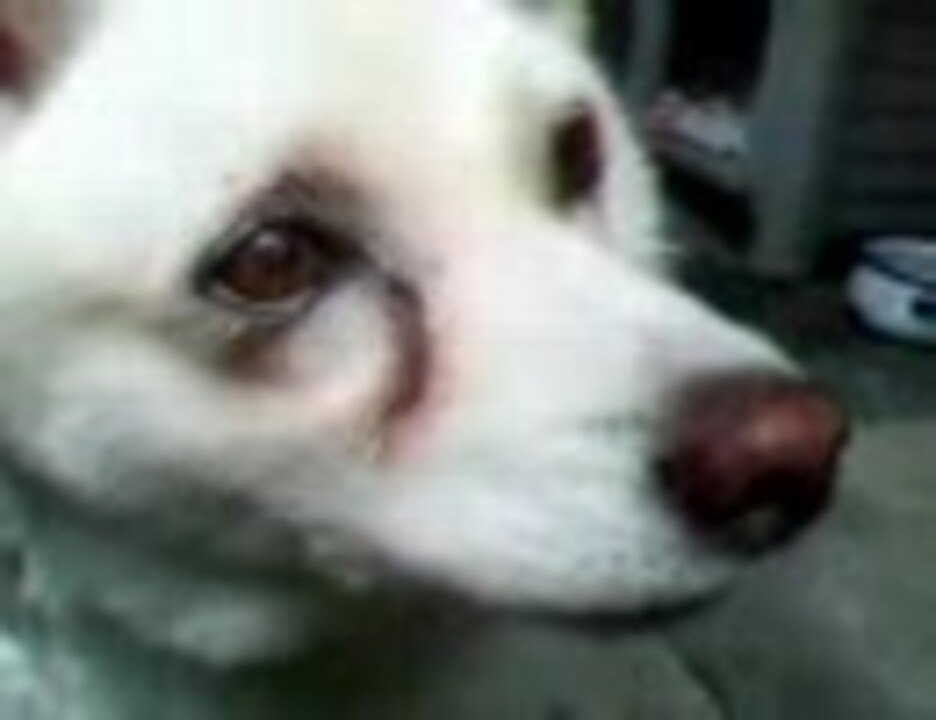 人気の 老犬 動画 86本 ニコニコ動画