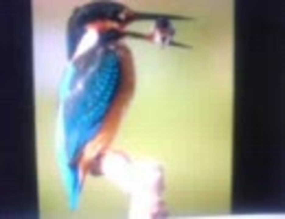 人気の 山崎麻衣美 動画 9本 ニコニコ動画