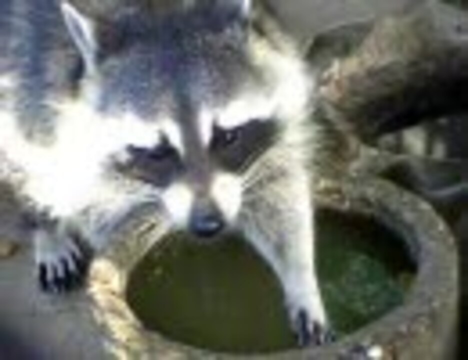 アライグマの食事風景 ニコニコ動画