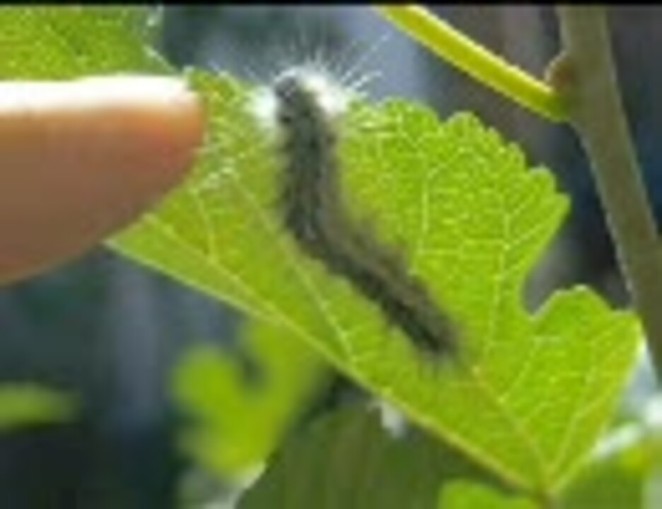 人気の 蛾 動画 295本 8 ニコニコ動画