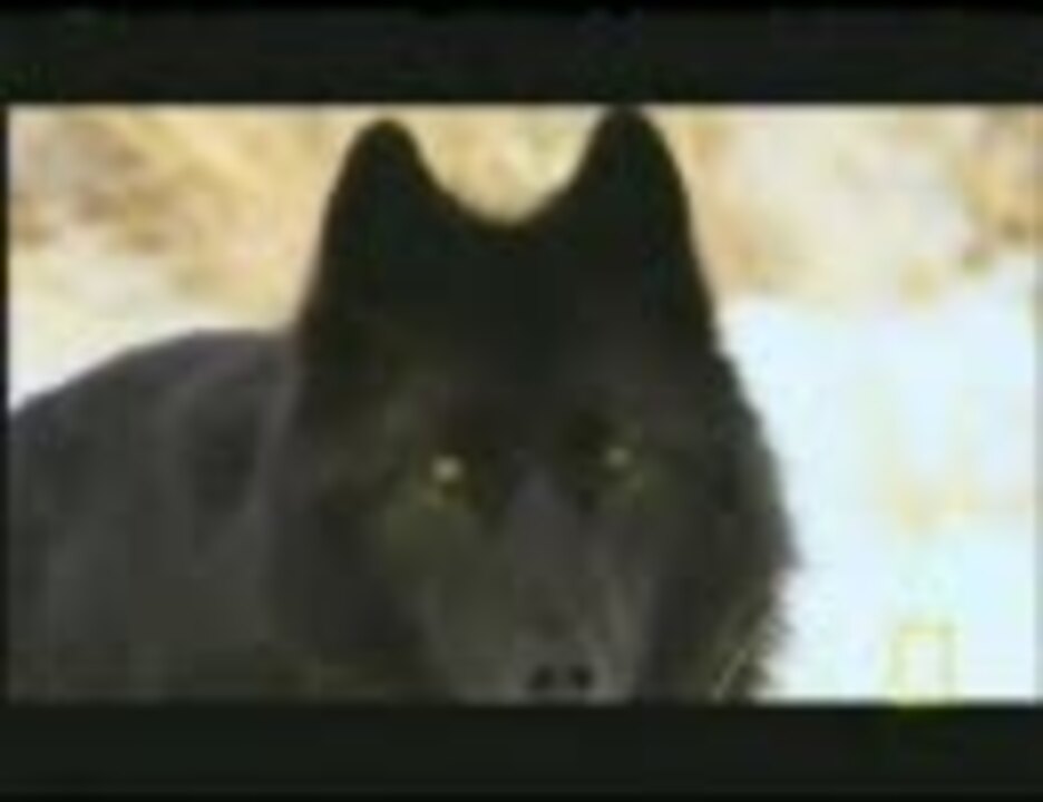 オオカミ 狼 Vs バイソン 牛 ニコニコ動画