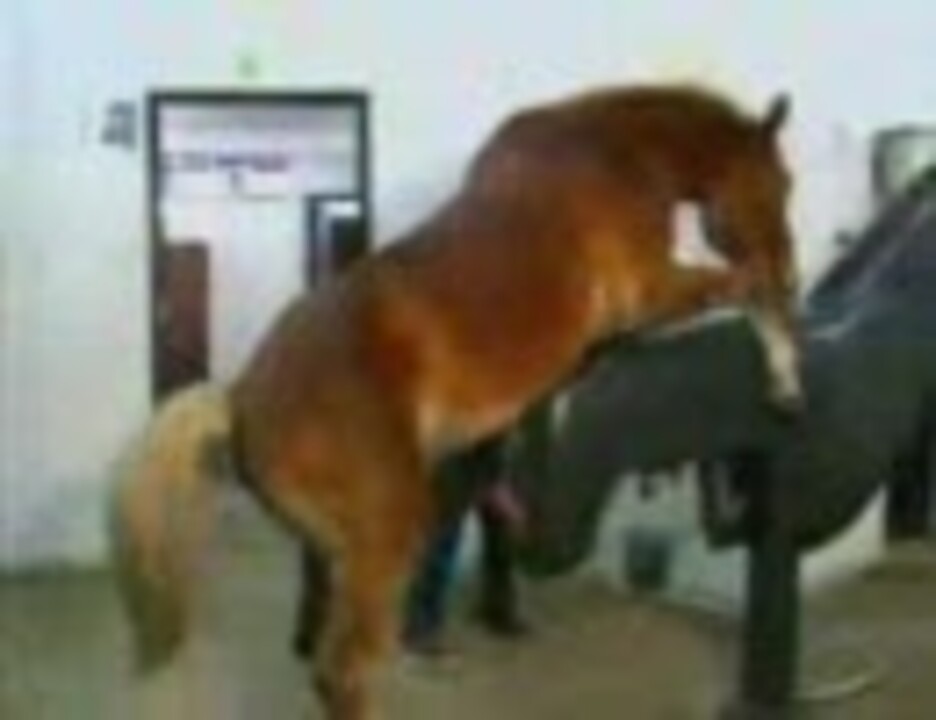 人気の 馬のチンチン 動画 本 ニコニコ動画