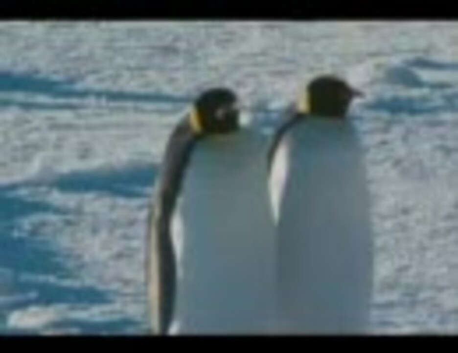 人気の コウテイペンギン 動画 62本 ニコニコ動画