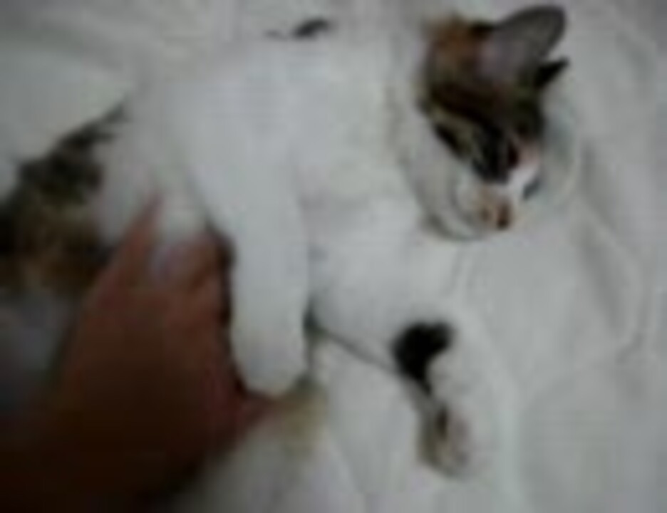 人気の 猫 ゴロゴロ 動画 53本 ニコニコ動画