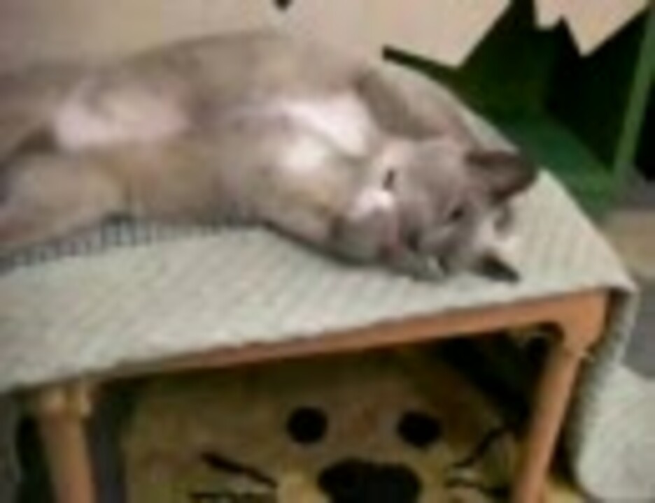 両手で顔を洗う猫 ニコニコ動画