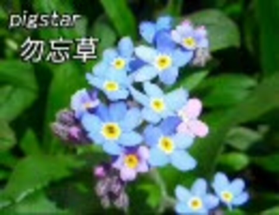 人気の 勿忘草 動画 85本 3 ニコニコ動画