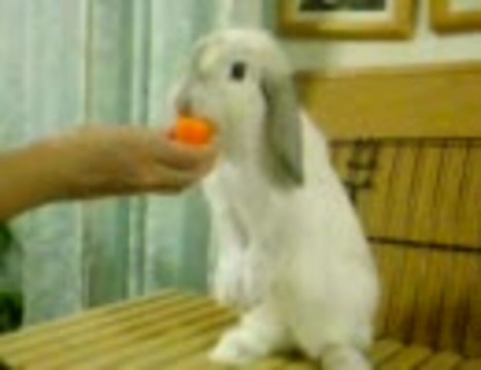 立ち食いする、けしからんウサギ - ニコニコ動画