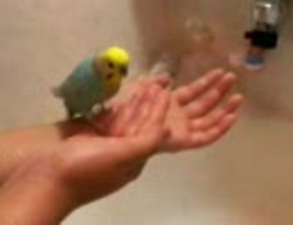 人気の セキセイインコ 動画 2 510本 29 ニコニコ動画