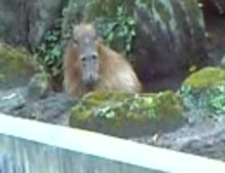 人気の オニテンジクネズミ 動画 103本 ニコニコ動画