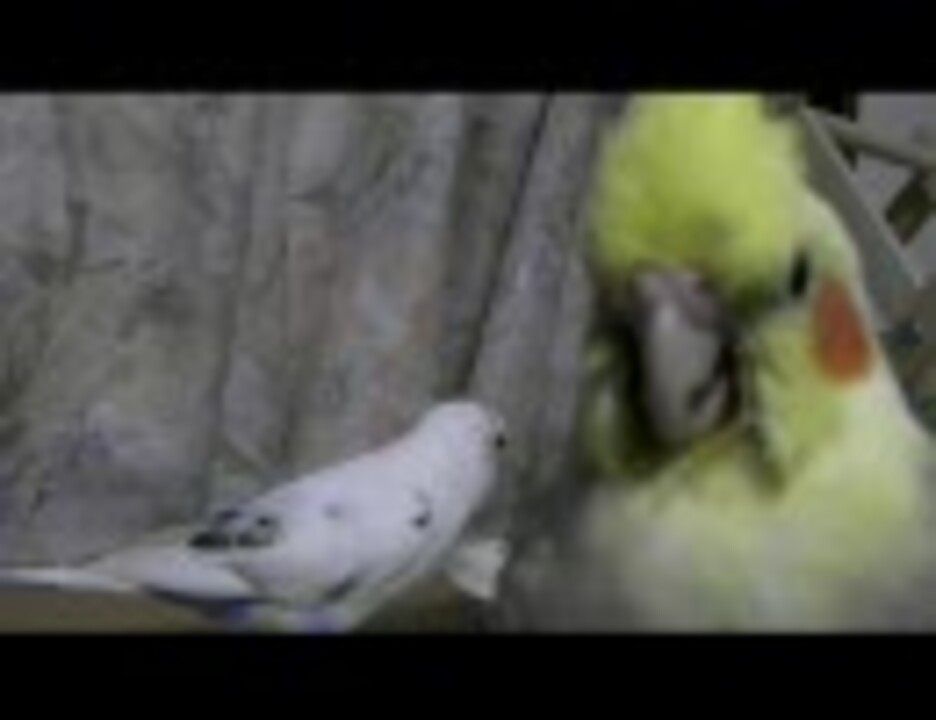 人気の セキセイインコ オカメインコ 動画 159本 ニコニコ動画