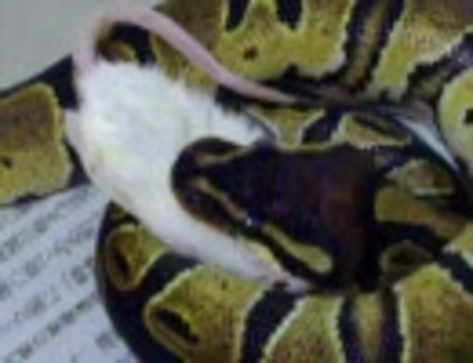 人気の ヘビ 動画 812本 5 ニコニコ動画